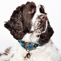 Dog With A Mission DWAM Boho Collar