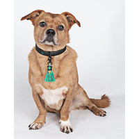 DWAM Boy Hundehalsband Dog With A Mission DWAM Boy Hundehalsband