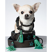 DWAM Boy Hundehalsband Dog With A Mission DWAM Boy Hundehalsband