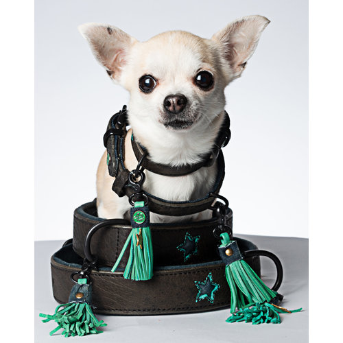 Dog With A Mission DWAM Boy Hundehalsband