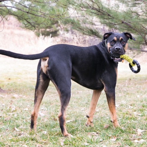 KONG KONG JAXX BRAIDED TUG