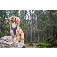 RukkaPets Comfort Air Harness RukkaPets RukkaPets Comfort Air Harness