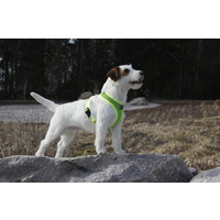 RukkaPets Comfort Air Harness RukkaPets RukkaPets Comfort Air Harness