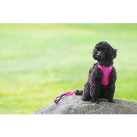RukkaPets Comfort Air Harness RukkaPets RukkaPets Comfort Air Harness