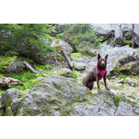 RukkaPets Comfort Air Harness RukkaPets RukkaPets Comfort Air Harness