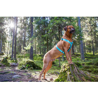 RukkaPets Form Harness RukkaPets RukkaPets Form Harness