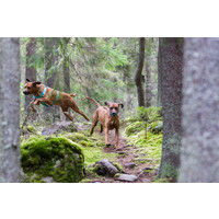 RukkaPets Form Harness RukkaPets RukkaPets Form Harness