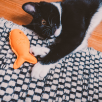 Beco Beco Plush Catnip Toy -Starfish