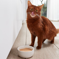 Gimpet GimCat Pudding 150g