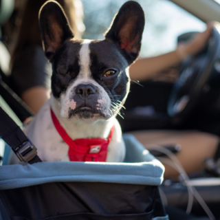 Kurgo - Rover Booster Seat