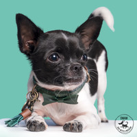 DWAM Bowie - Hundehalsband Dog With A Mission DWAM Bowie - Hundehalsband