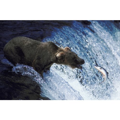 Grizzly Grizzly Salmon Plus - Wildlachsöl
