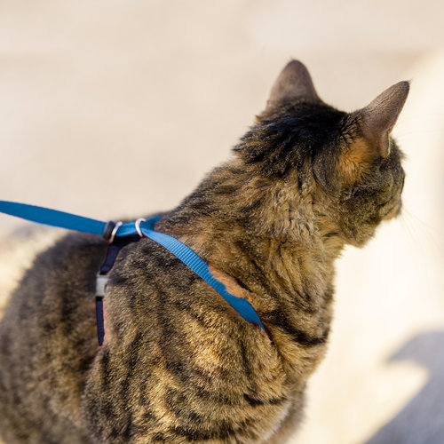 Easy Walk® Easywalk Katzengeschirr