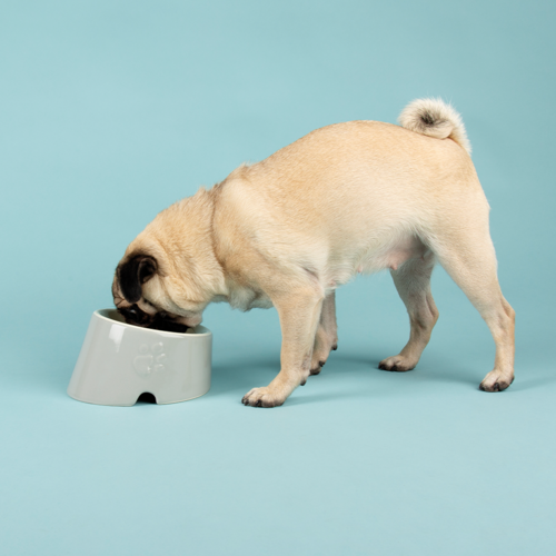 Scruffs® Scruffs Icon Flat Faced Pet Bowl