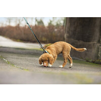 RukkaPets SOLID LEASH - S - Hundeleine- Türkis RukkaPets RukkaPets SOLID LEASH - S - Hundeleine- Türkis