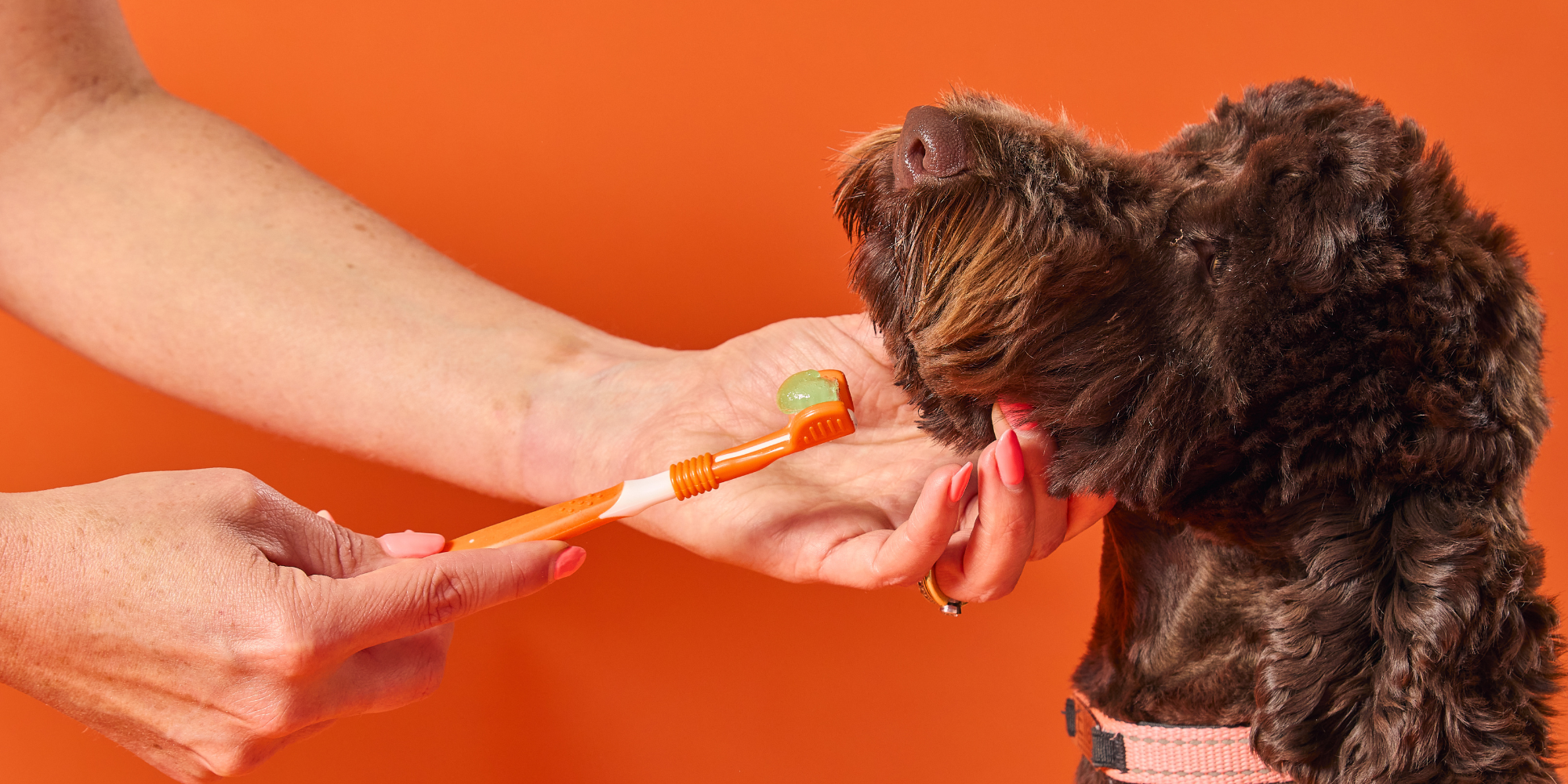 Dentalgesundheit bei Haustieren: Ein Blick auf die vernachlässigte Sorge um das Gebiss von Hunden und Katzen