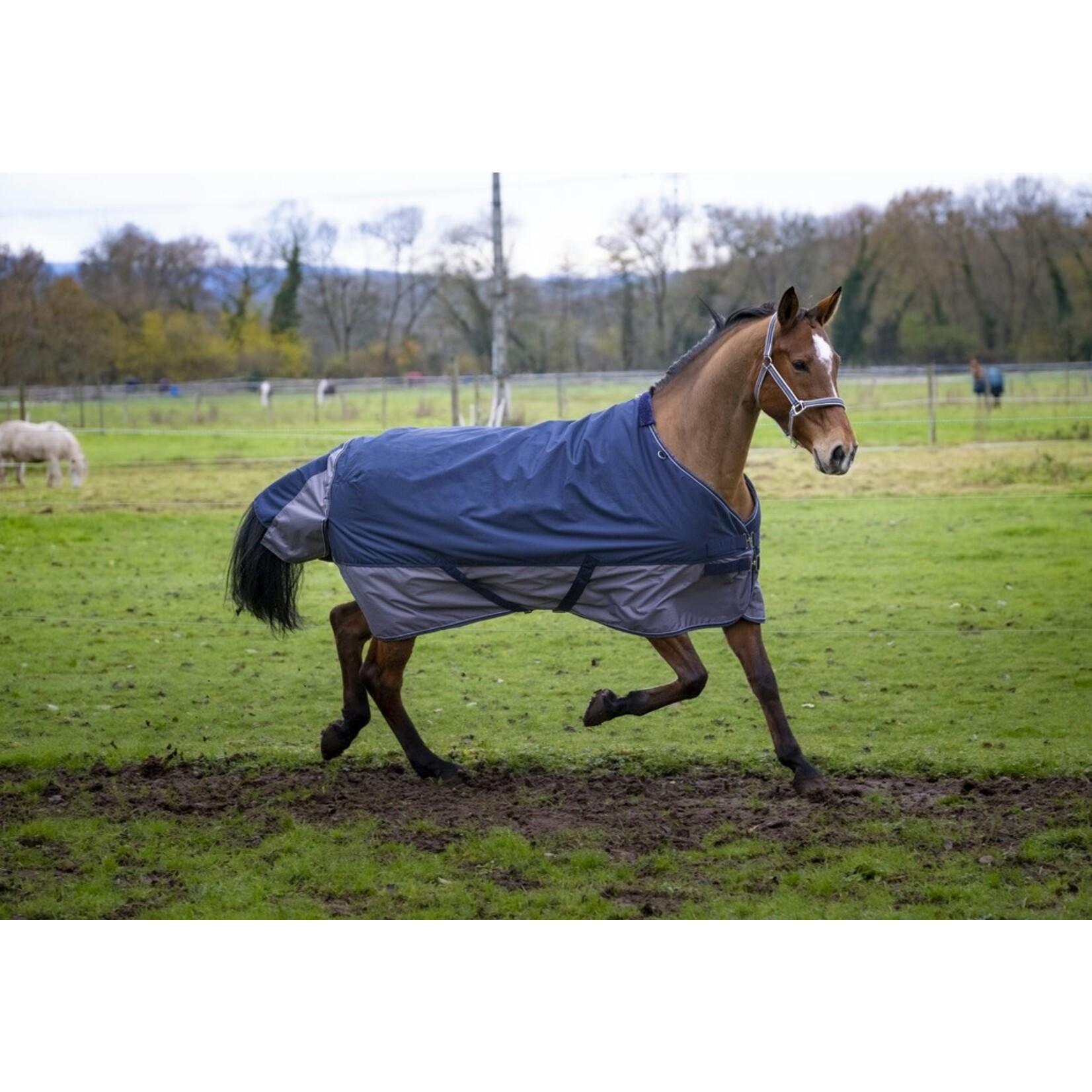 Equithème Equitheme Tyrex 600 outdoordeken 0 gram