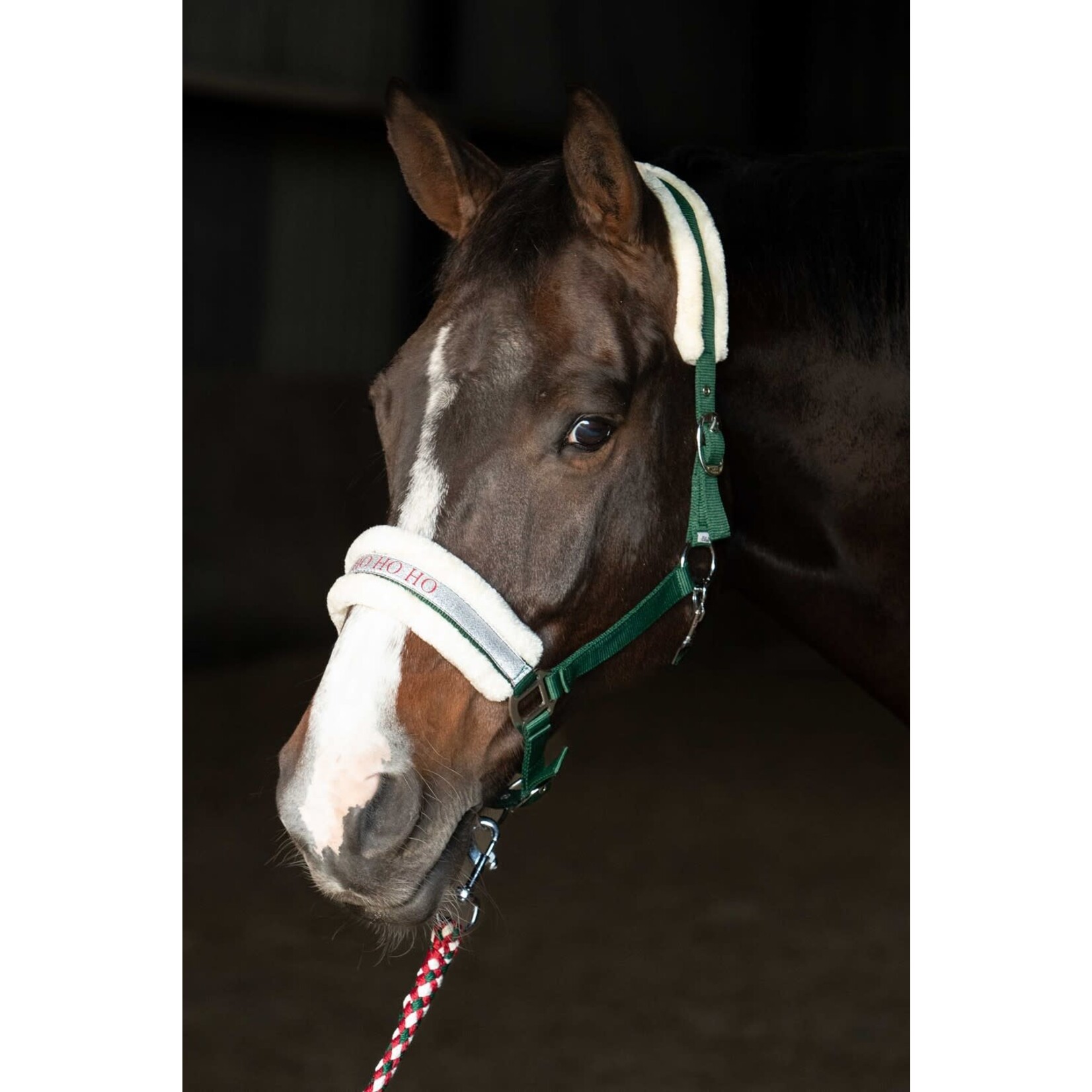 Harry's Horse HH Halsterset Lyrics Christmas Groen