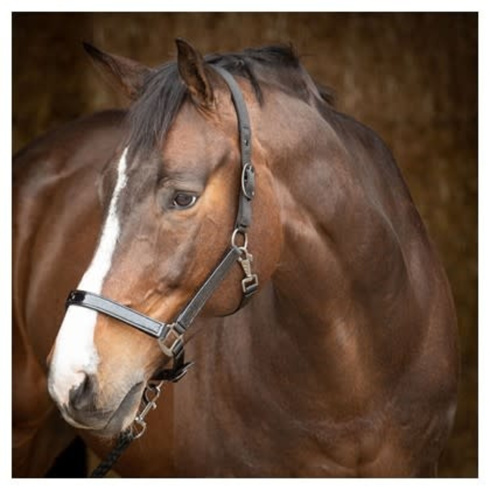 Harry's Horse HH Halsterset Metallic II zwart