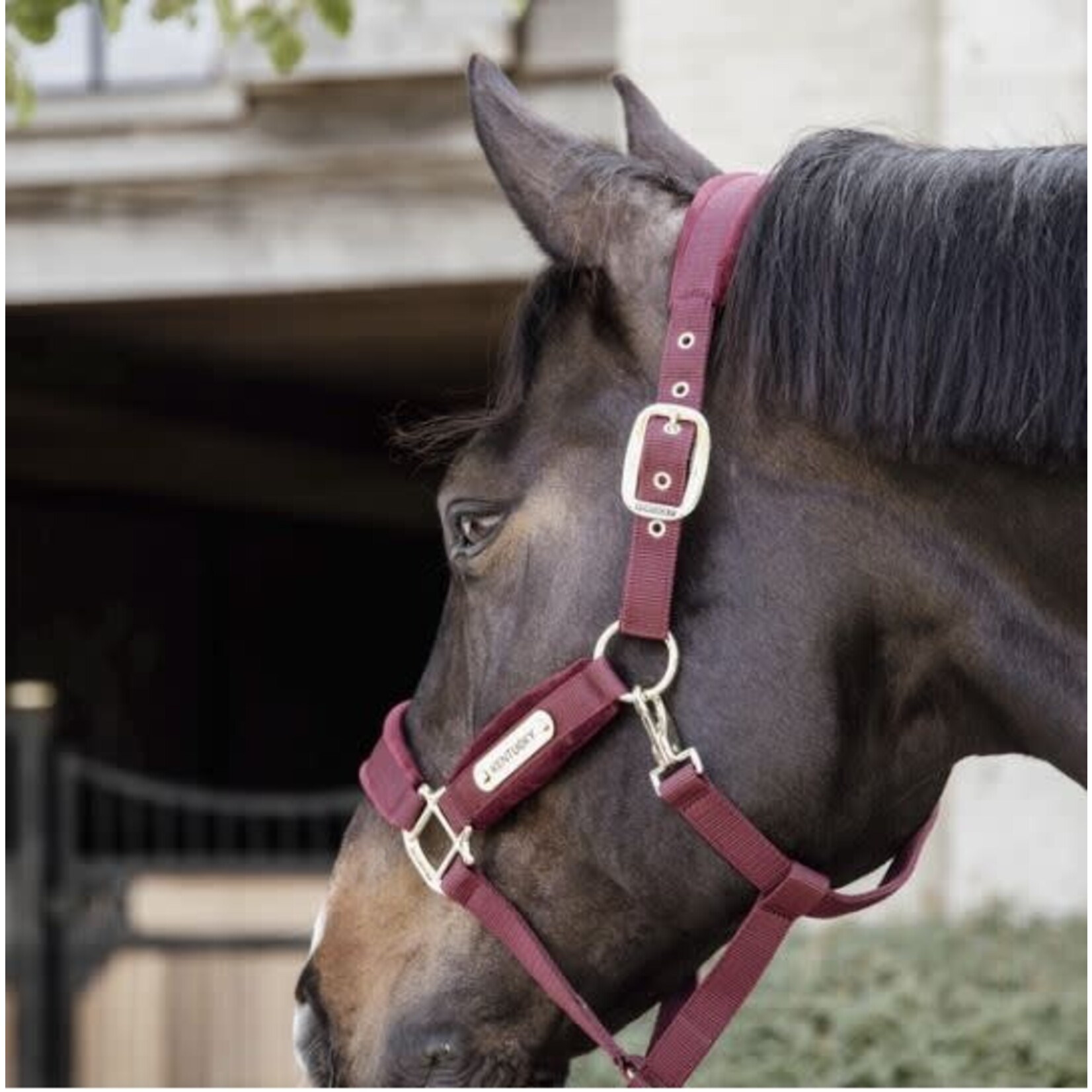 Kentucky Kentucky Halster Velvet Bordeaux