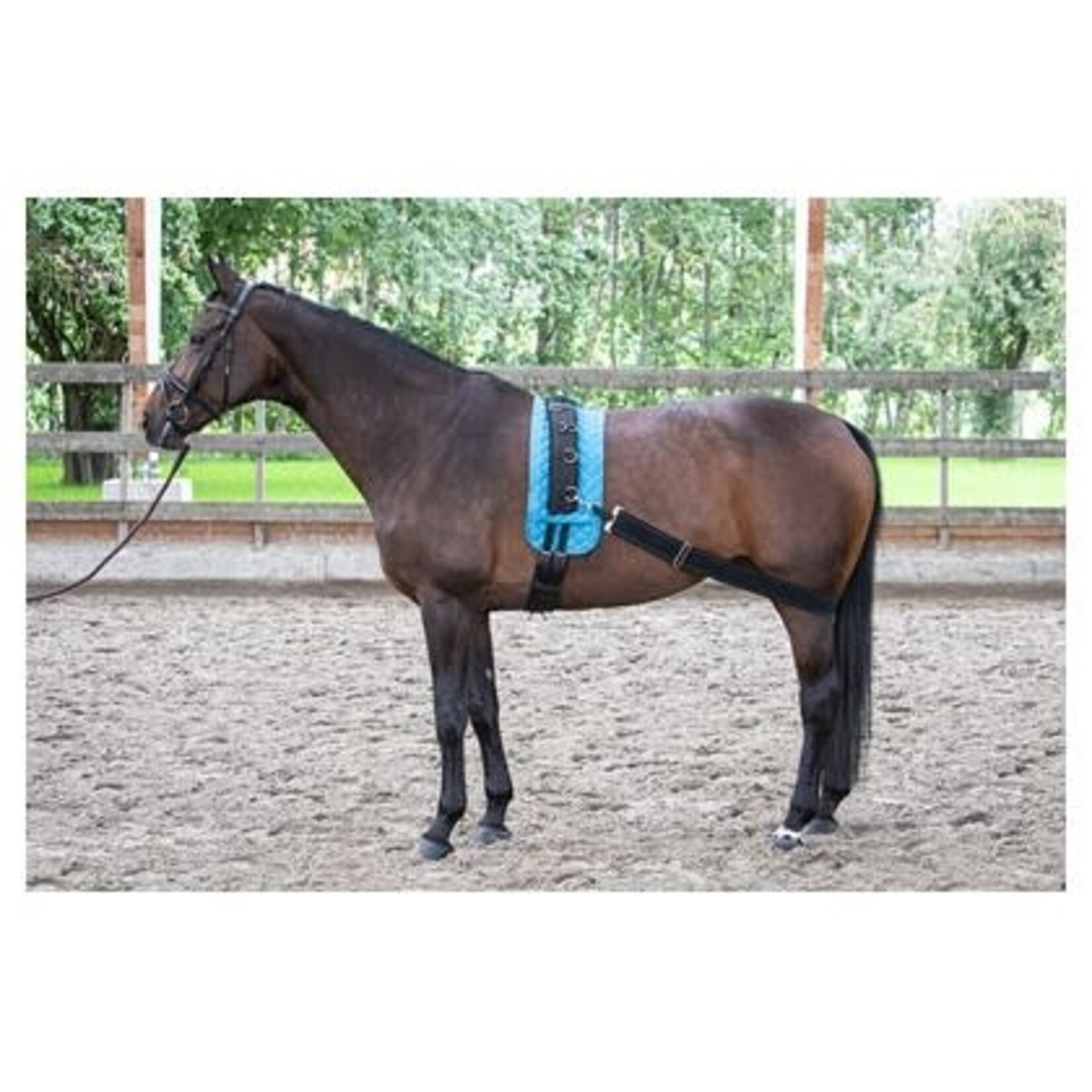 Harry's Horse HH Longeerband elastisch