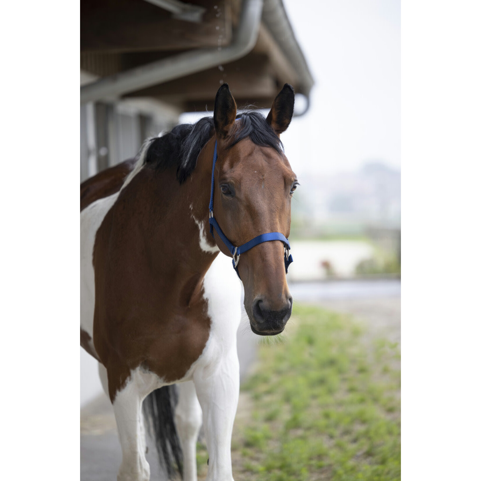 Equithème EQUITHÈME Nylon halster