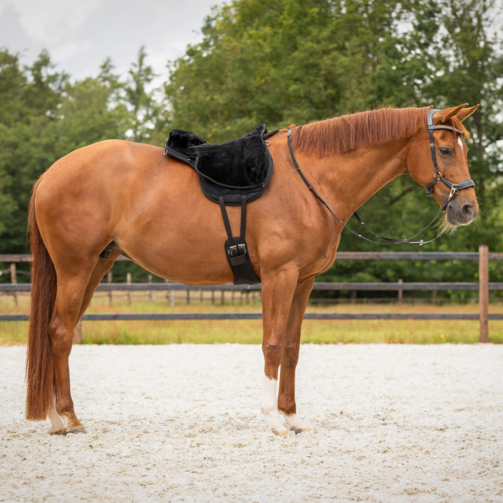 QHP Qhp Bareback pad super soft Zwart/Zwart Full