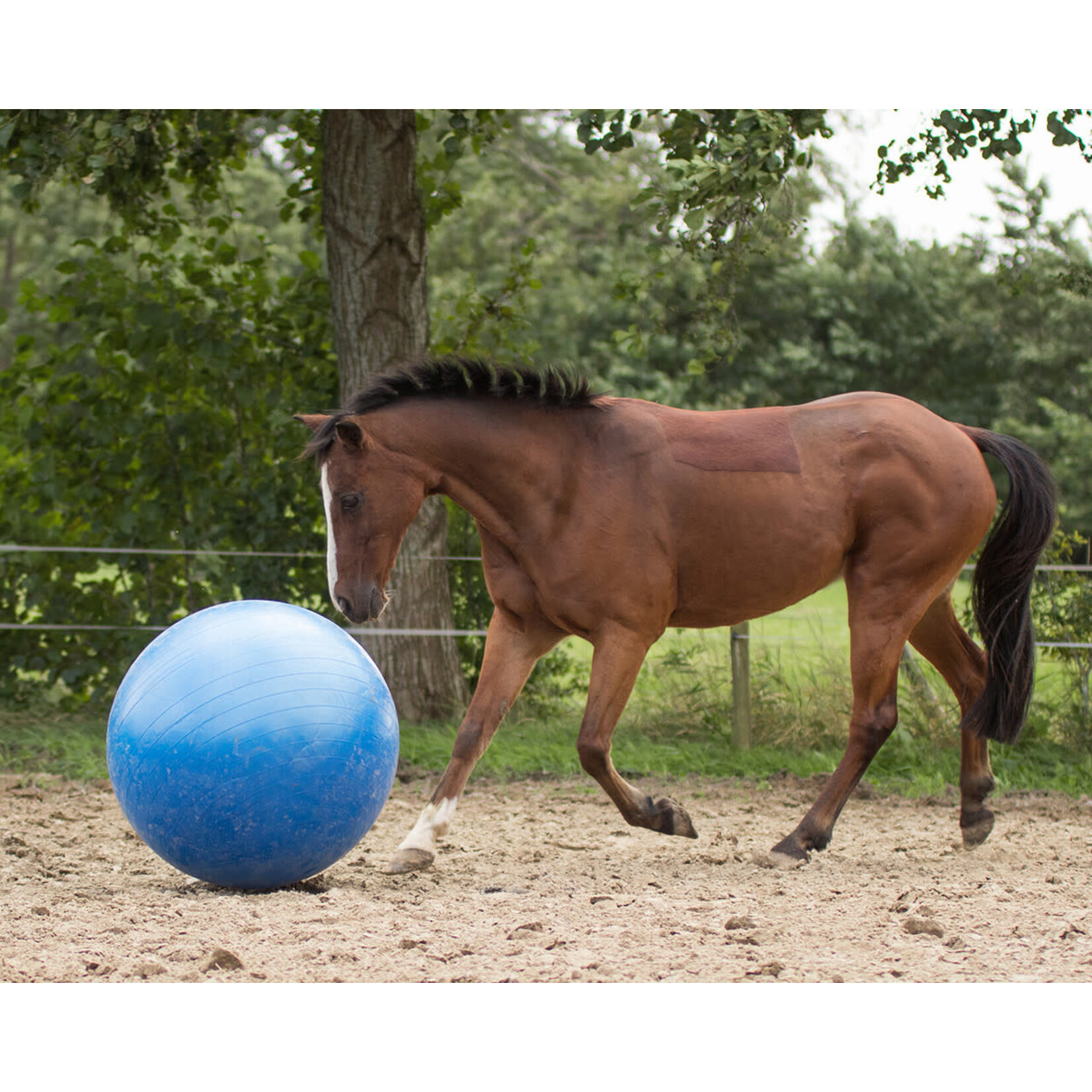 QHP QHP Paardenvoetbal 80-100 CM Blauw