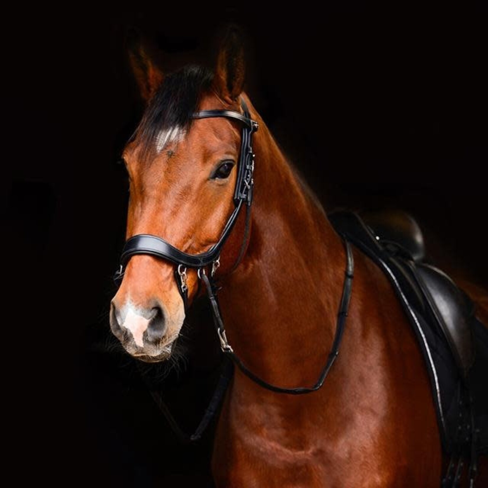 Presteq Presteq Bitloos Hoofdstel FaySport Zwart