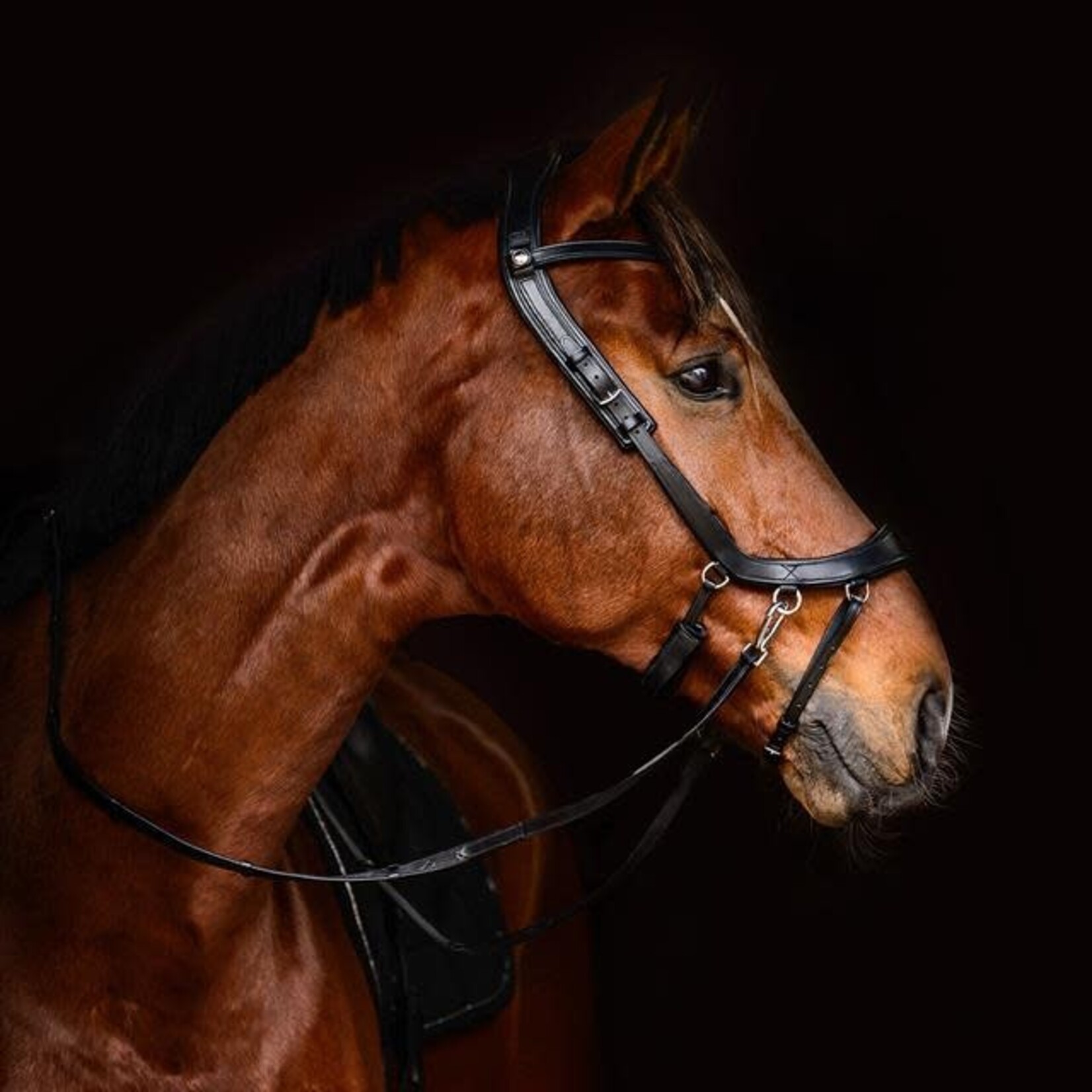 Presteq Presteq Bitloos Hoofdstel FaySport Zwart