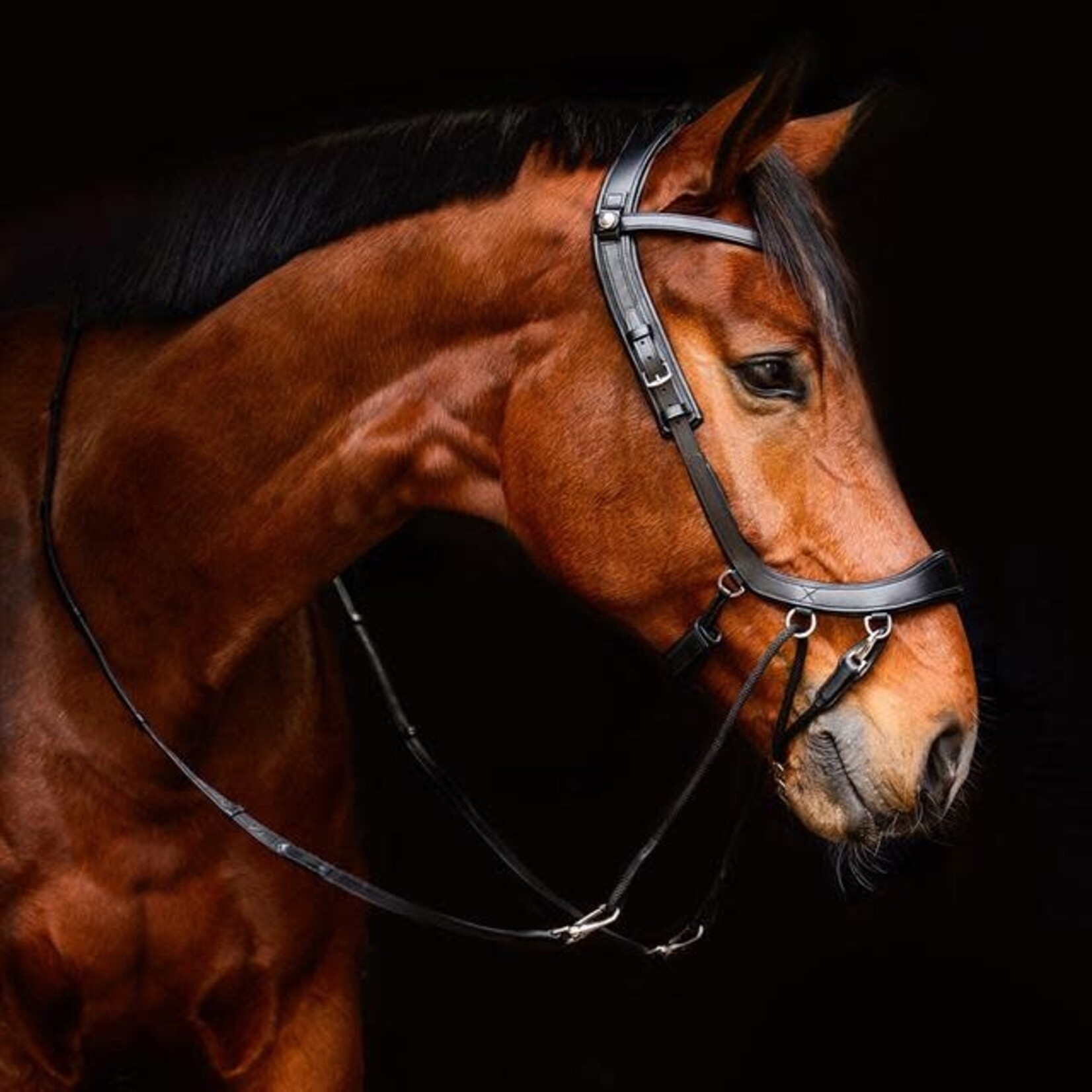 Presteq Presteq Bitloos Hoofdstel FaySport Zwart
