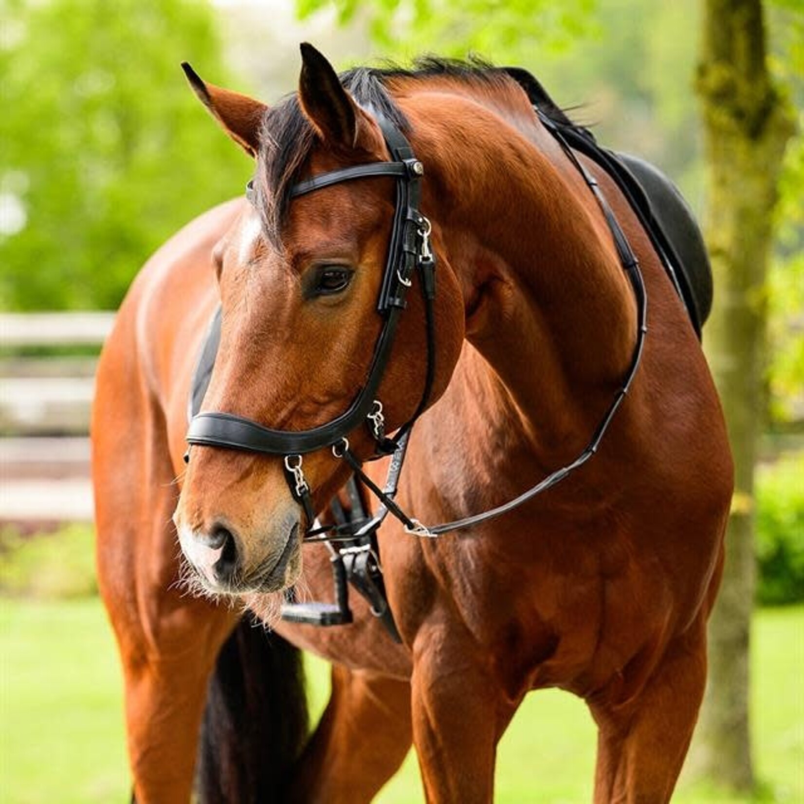 Presteq Presteq Bitloos Hoofdstel FaySport Zwart