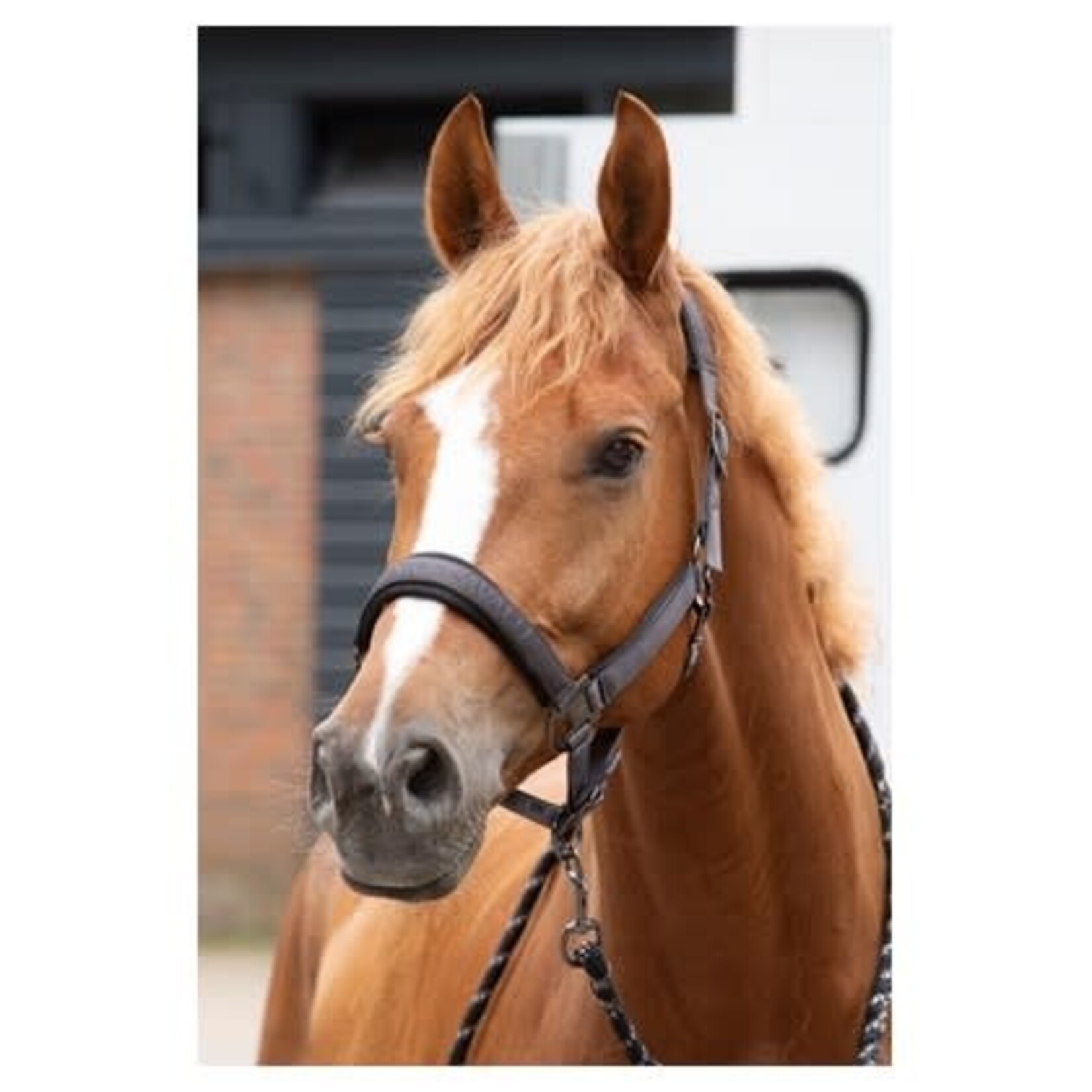 Harry's Horse Harry's Horse Halsterset Denici Shadow Thunderstorm