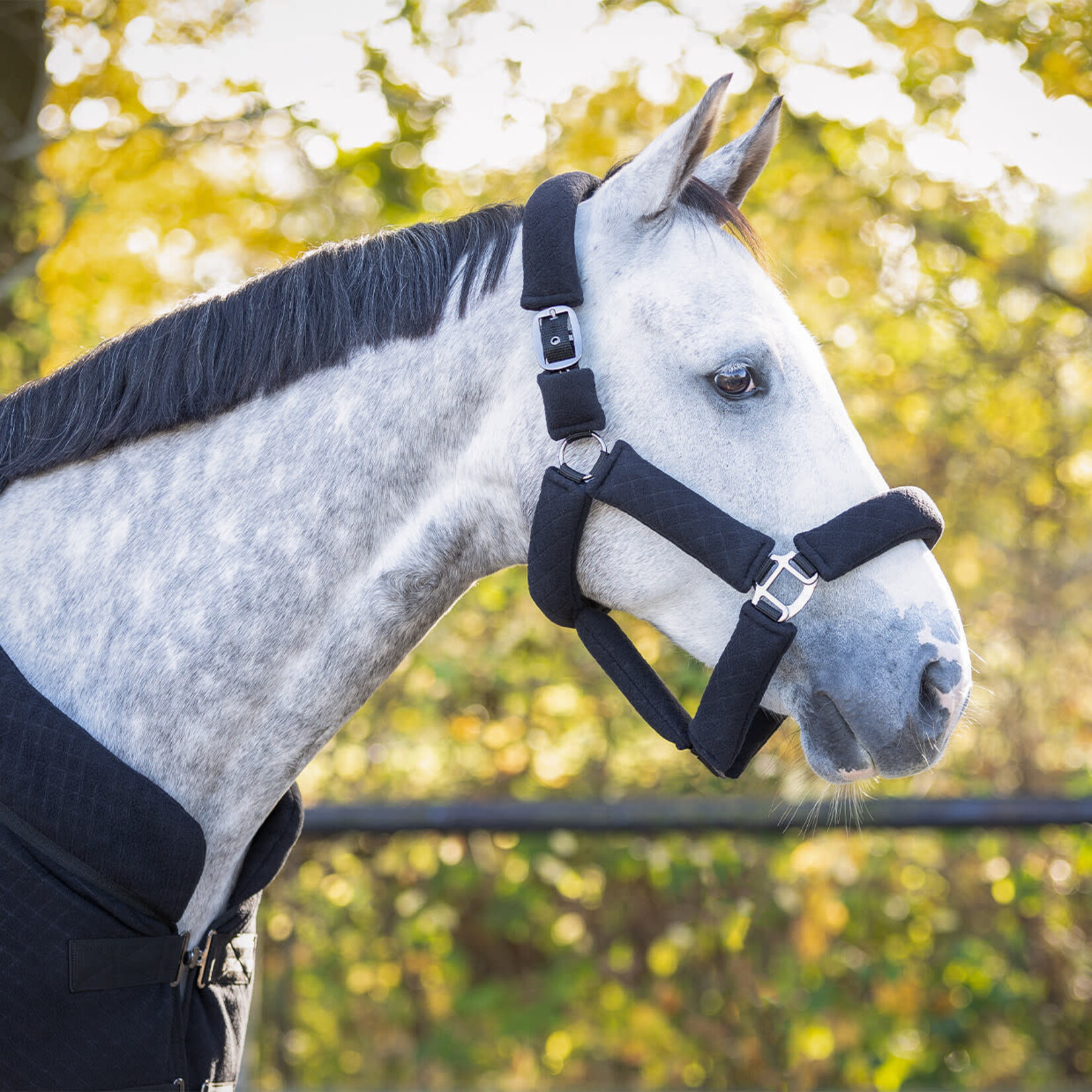 QHP QHP Halsterset Zahra Zwart