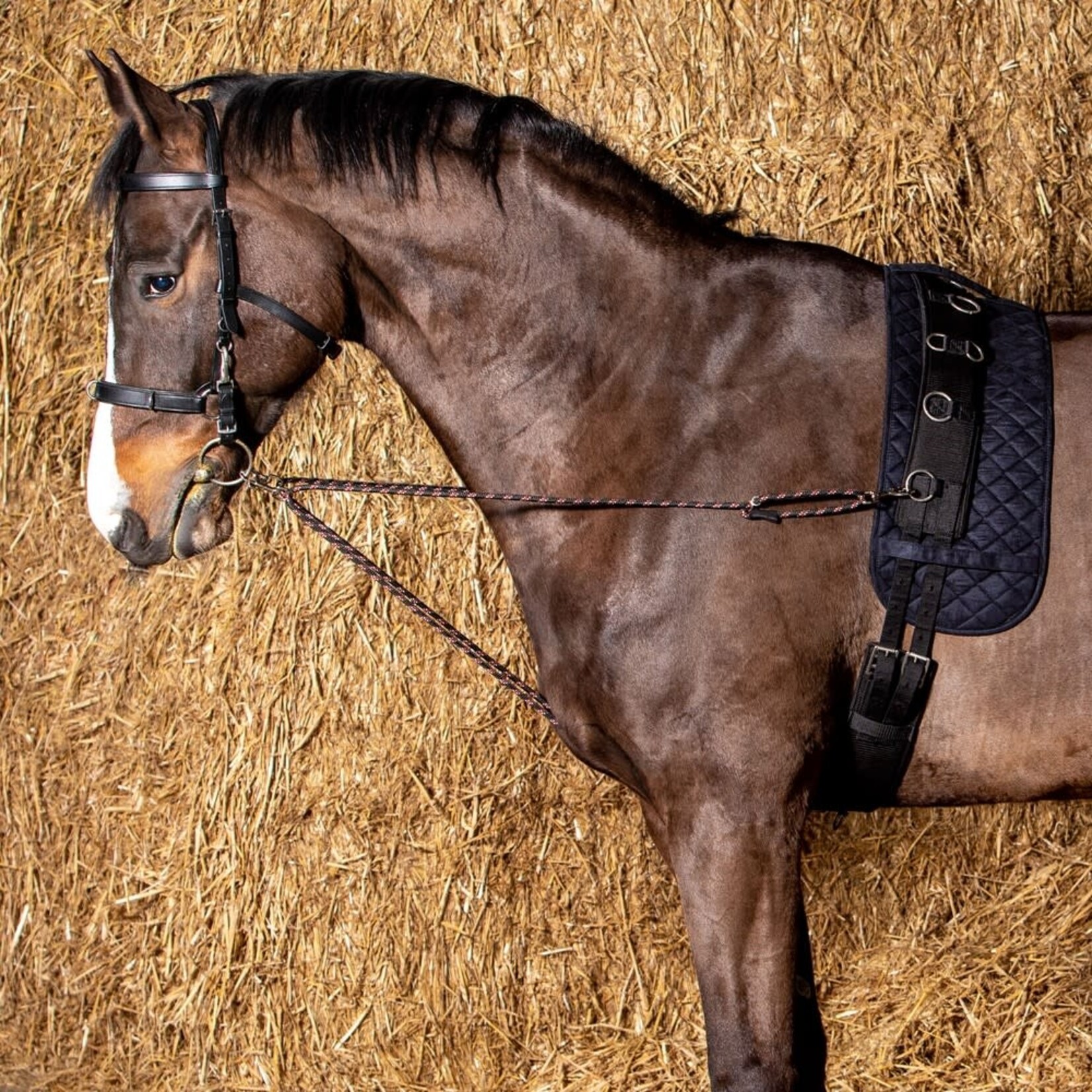 Harry's Horse HH Longeerkoord V-line (paar)