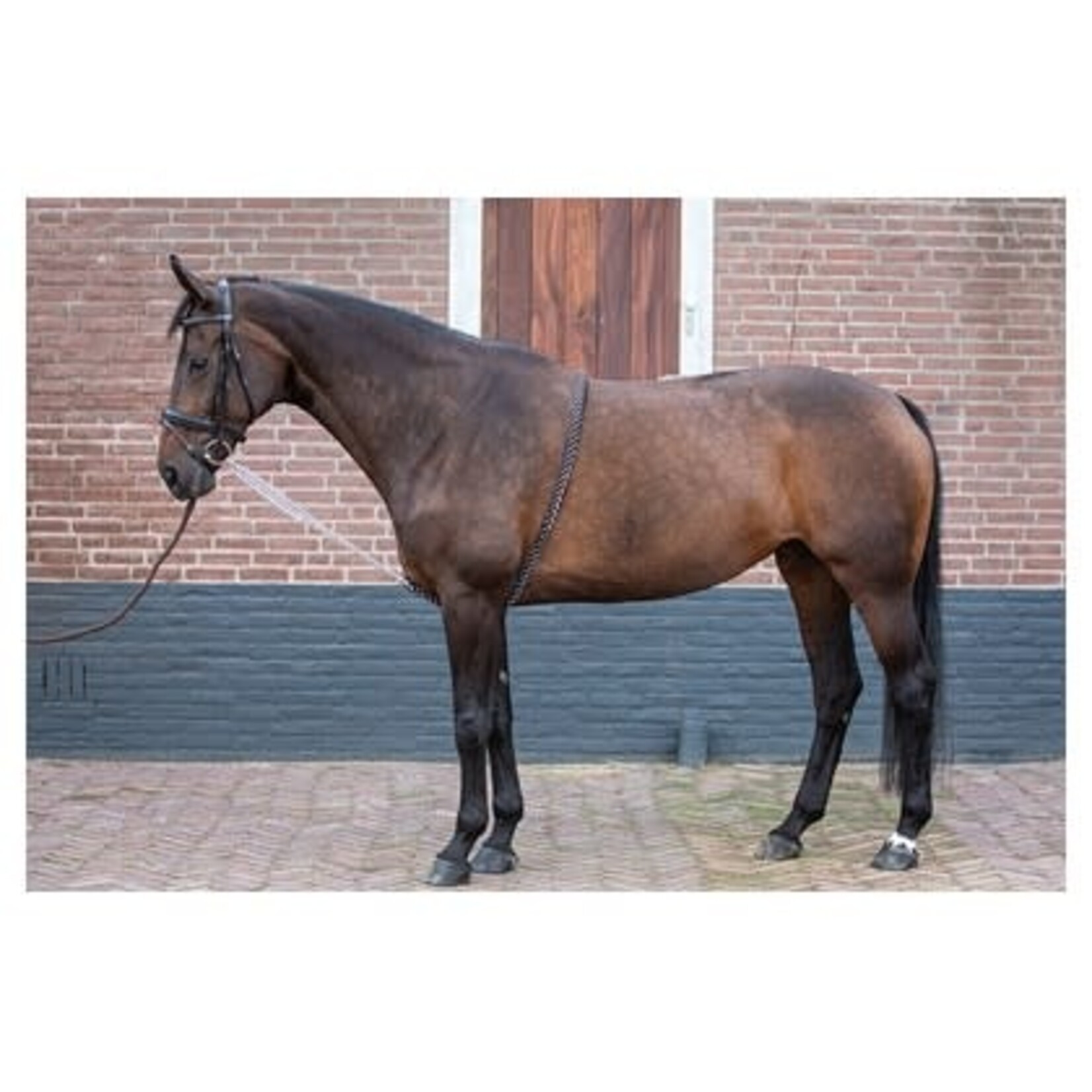 Harry's Horse Harry's Horse longeerhulp soft