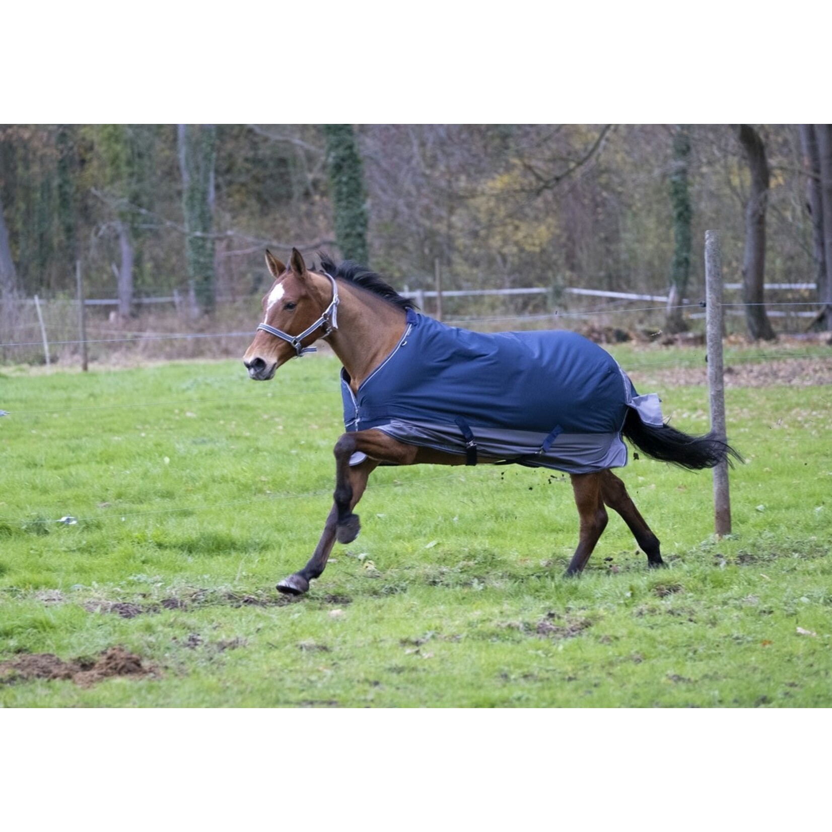 Equithème Equitheme Tyrex 600 outdoordeken 0 gram navy/grijs