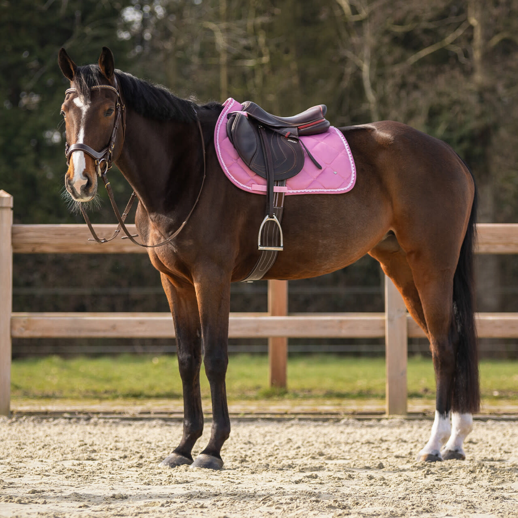 QHP QHP Zadeldoek Lyvia