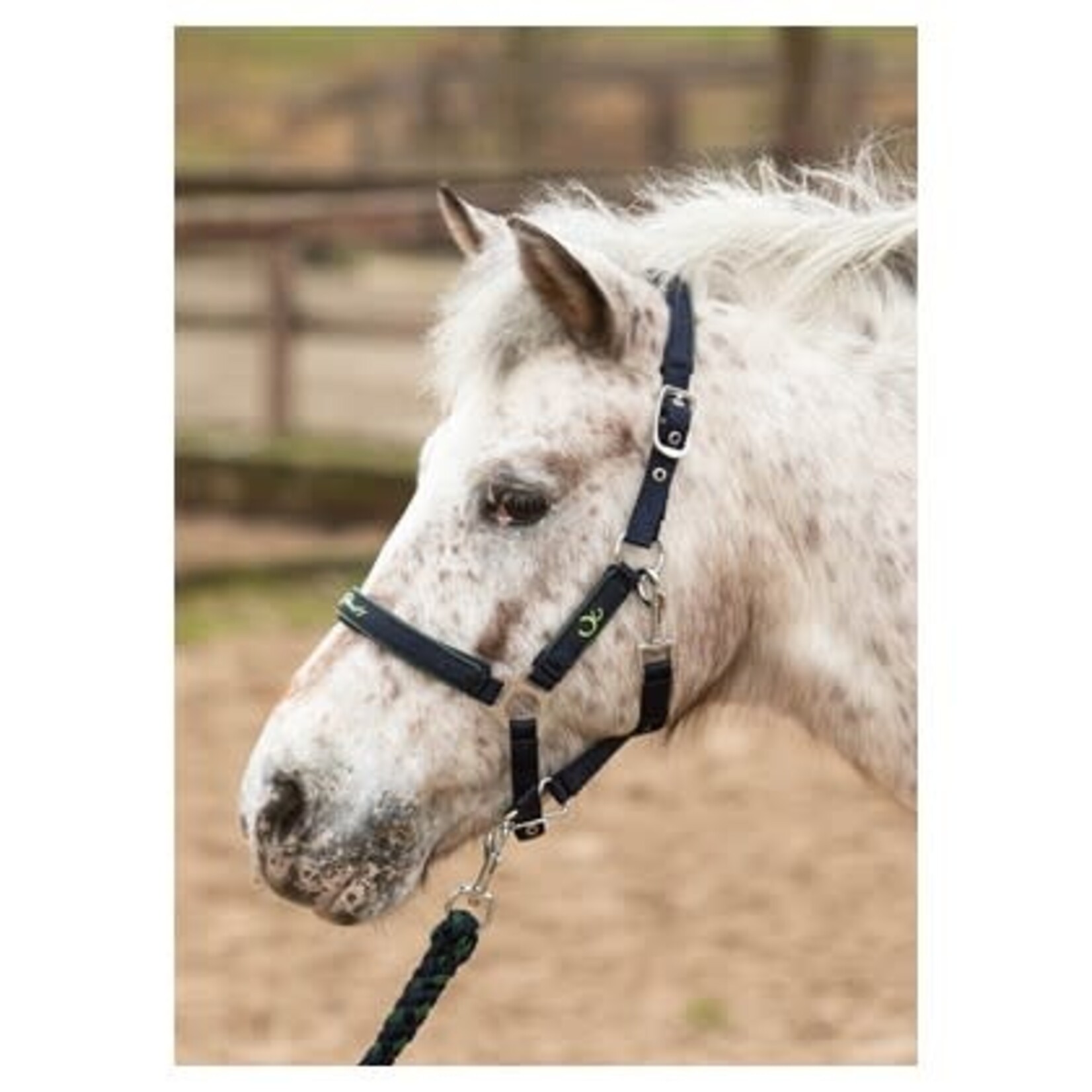 Harry's Horse Harry's Horse Halsterset STOUT!