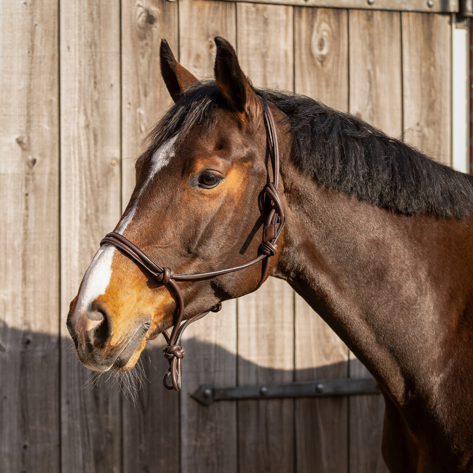 QHP QHP Touwhalster leer Liberta