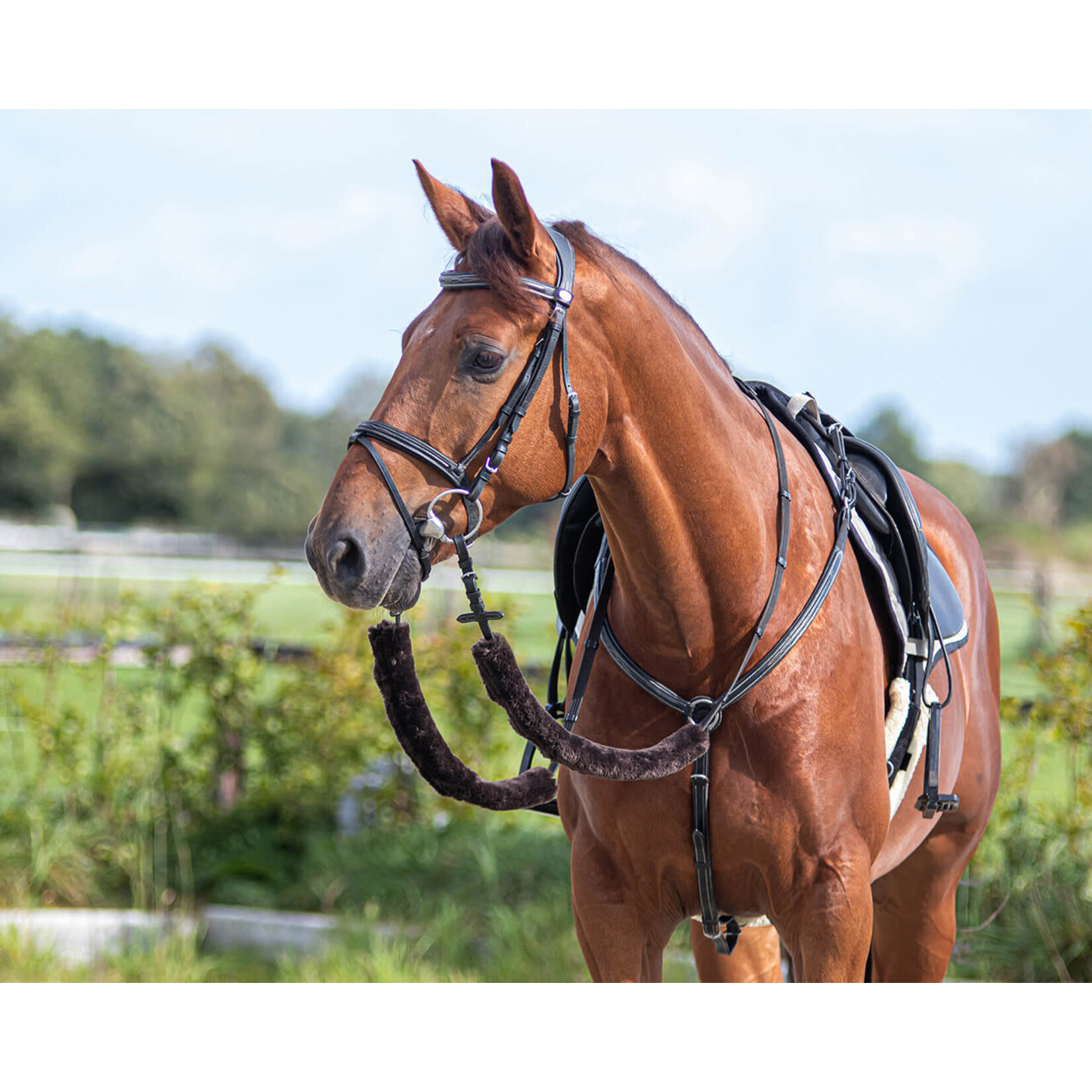 QHP QHP Teugel Bontset