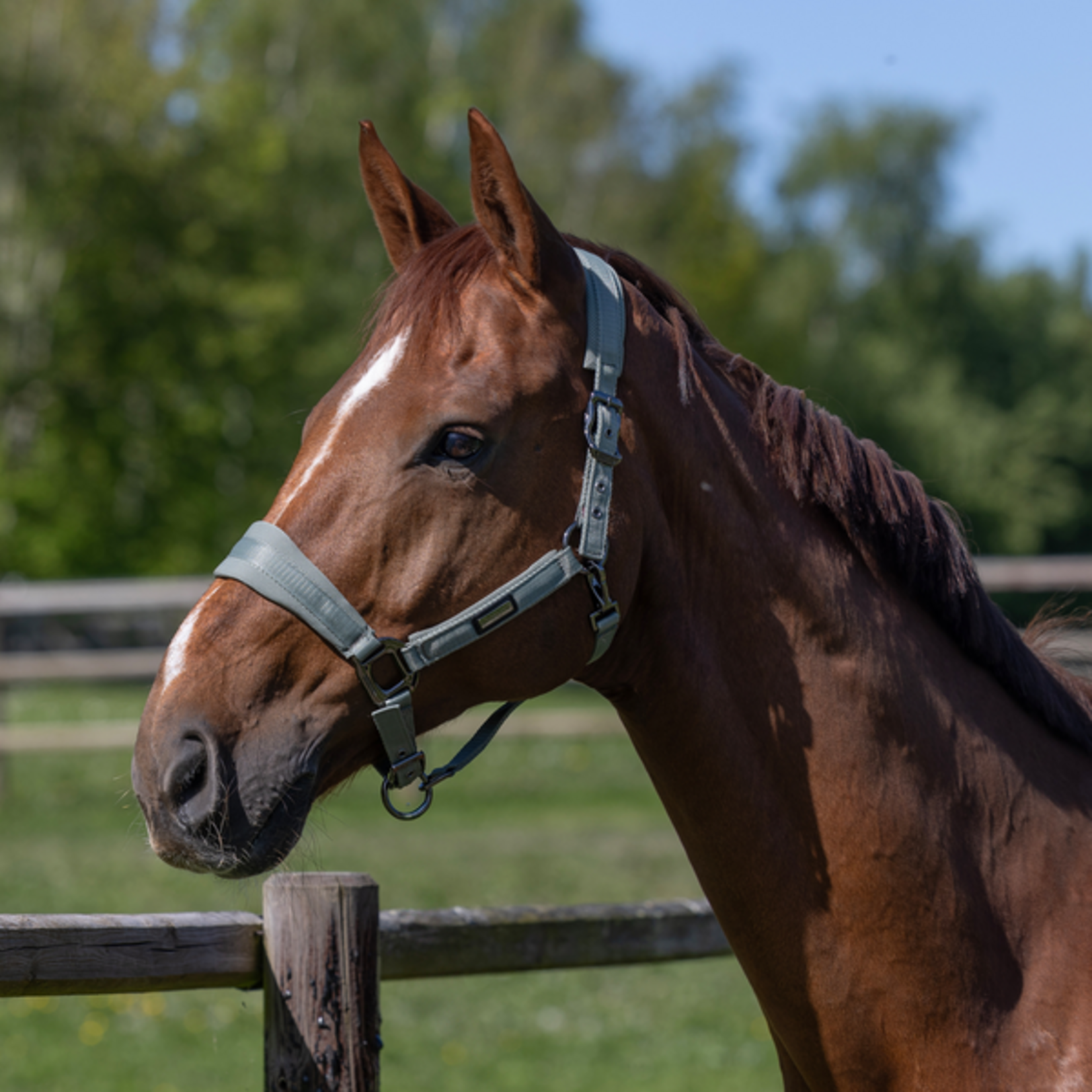 Kingsland Kingsland Halster Set Lucca