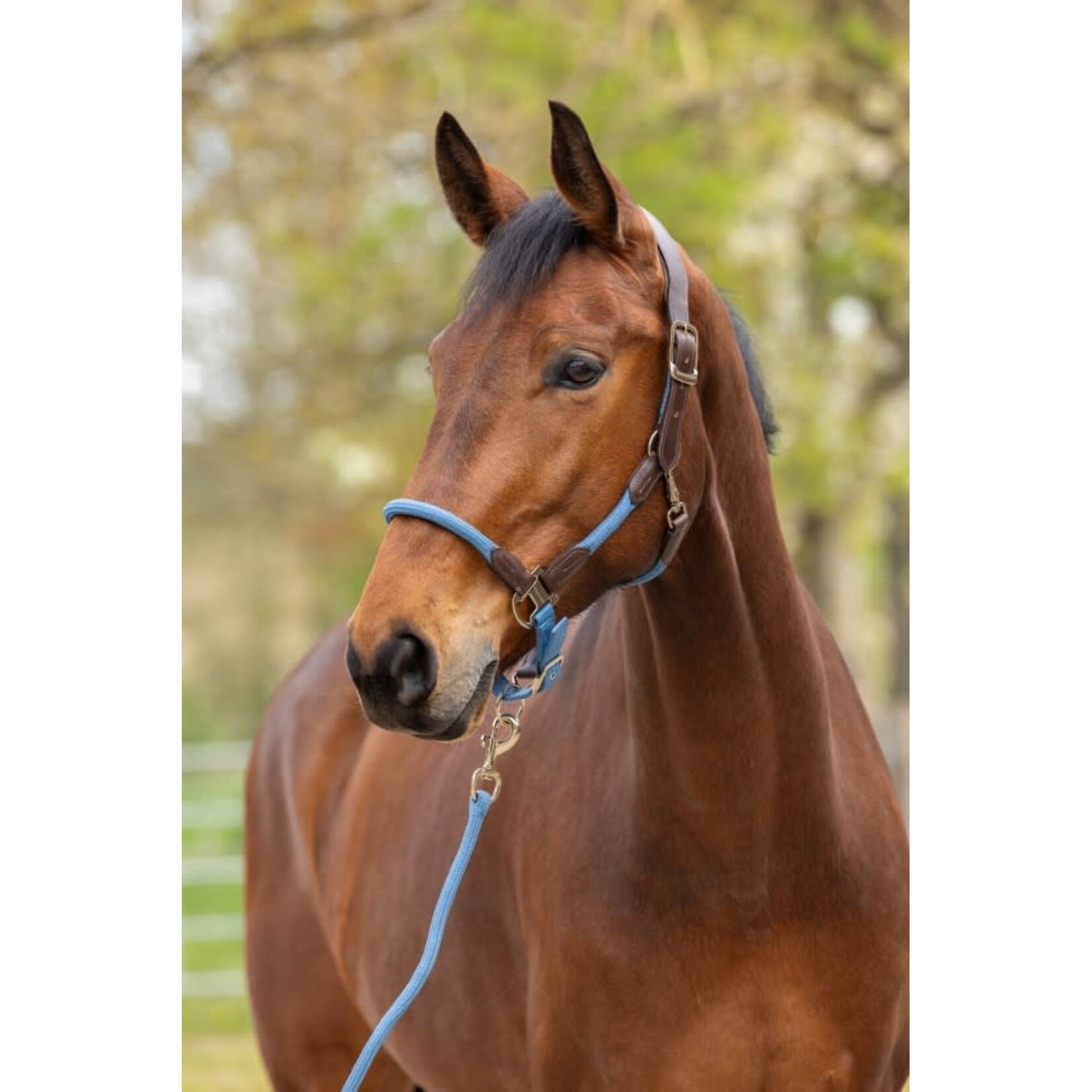 Covalliero Covalliero Halster Cordano Deluxe