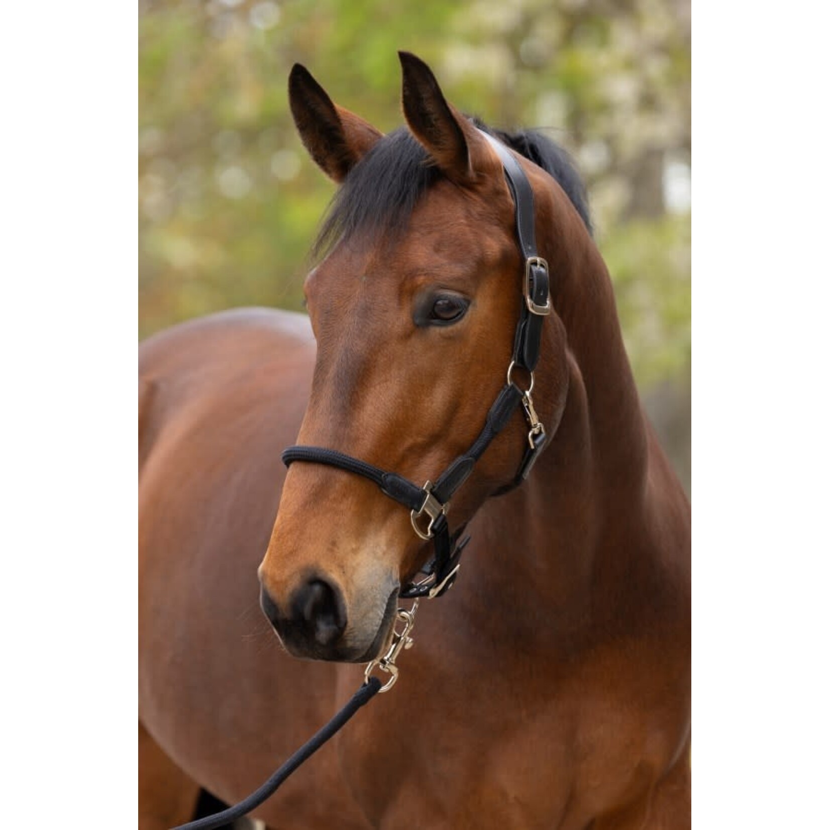 Covalliero Covalliero Halster Cordano Deluxe