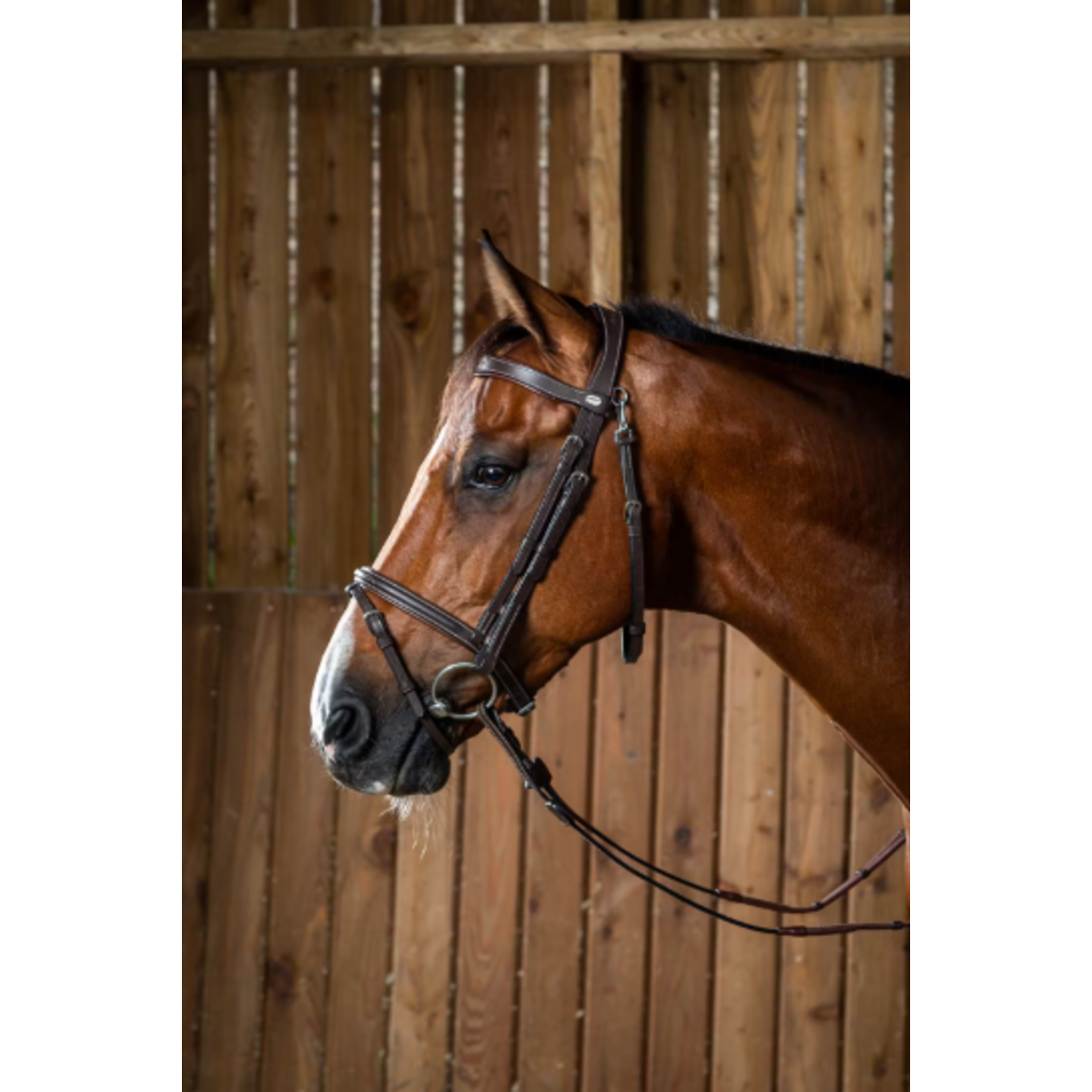 Kentucky Dyon Hoofdstel Musketon Sluiting