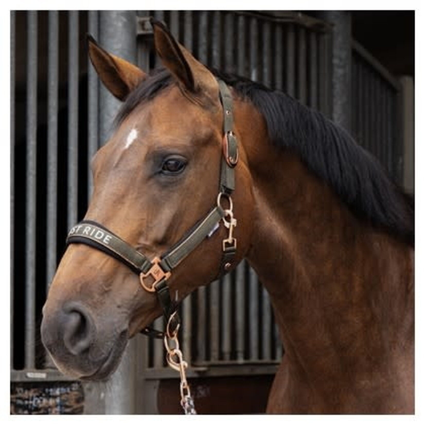 Harry's Horse Harry's Horse Halsterset Just Ride Chique
