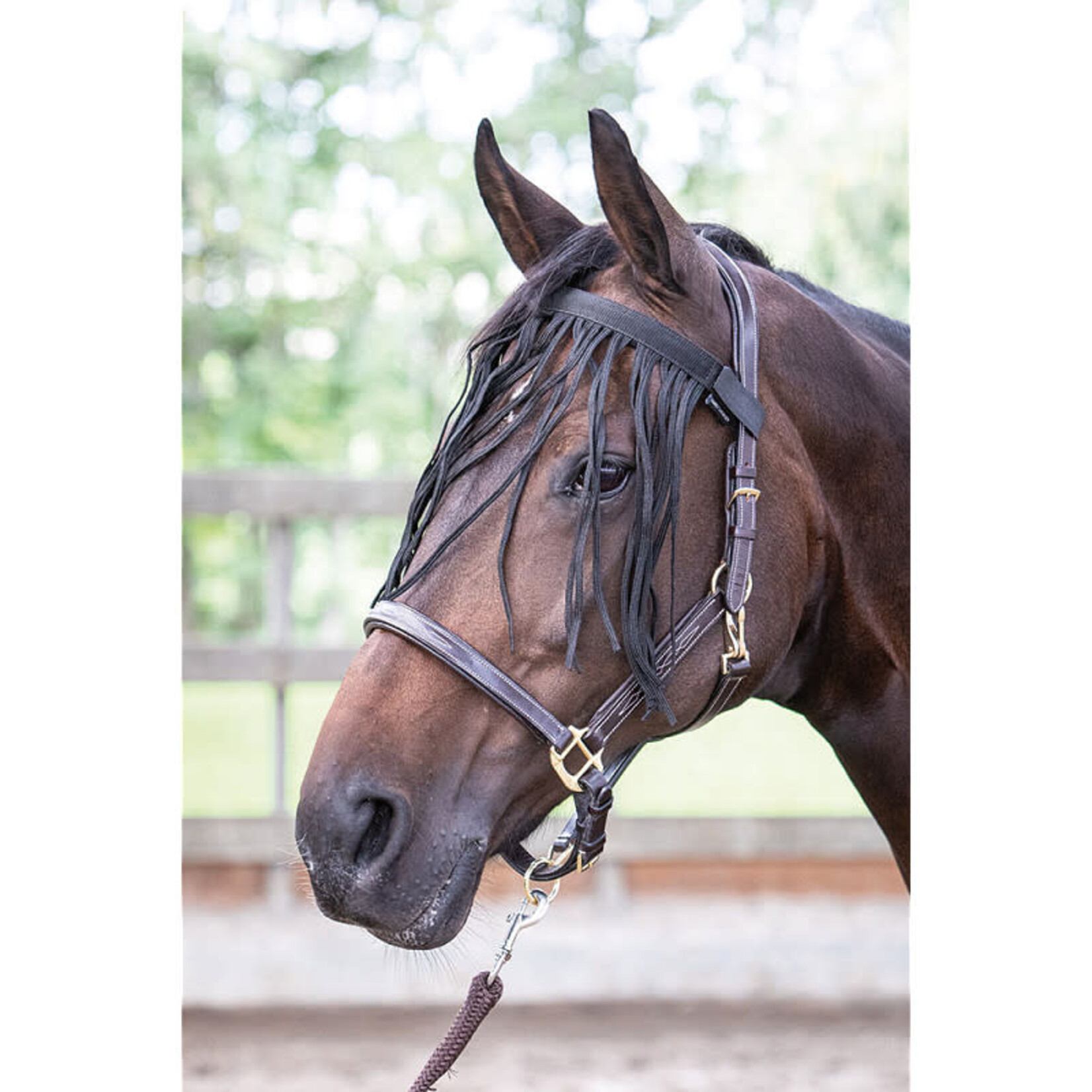 Harry's Horse Harry's Horse Vliegenfrontriem Zwart Full