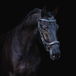 Presteq Presteq Hoofdstel Fay Sport Classic