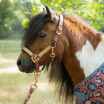 Harry's Horse HH Halsterset Diva Mauvewood Pony