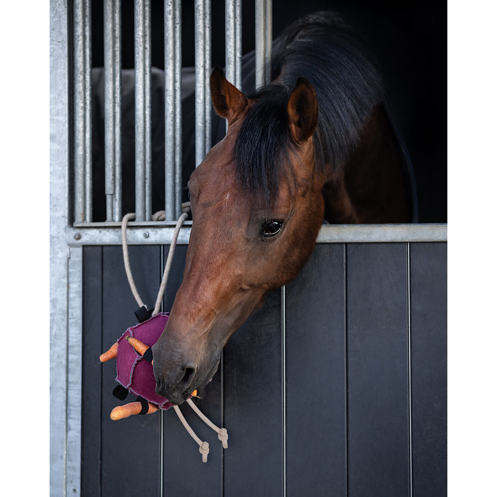 QHP QHP Paardenspeelgoed Bal Multi